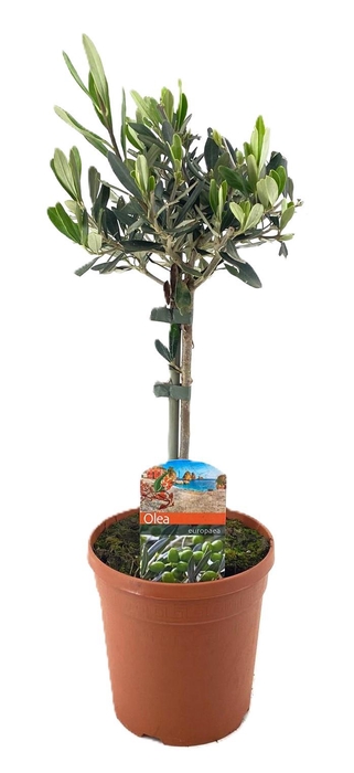 <h4>Olea europaea</h4>