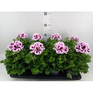 Pelargonium gran.   ..