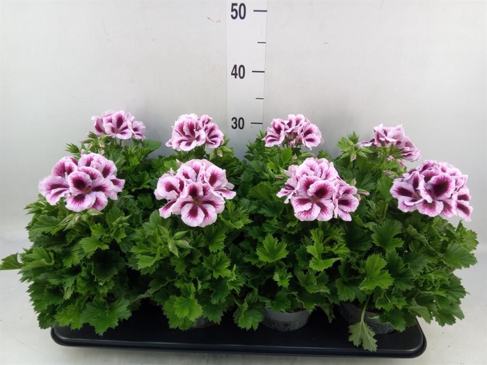 <h4>Pelargonium gran.   ..</h4>