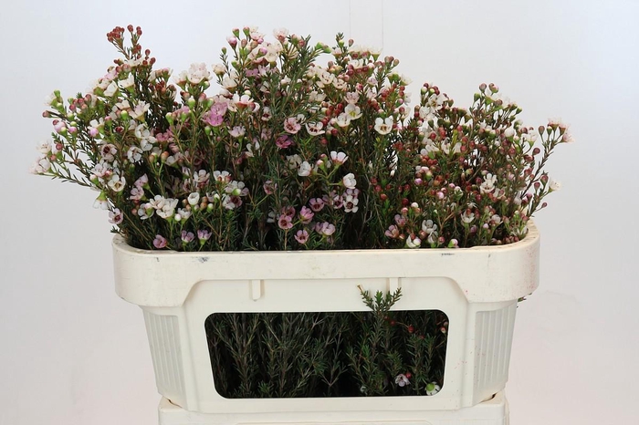 <h4>Chamelaucium Ella</h4>