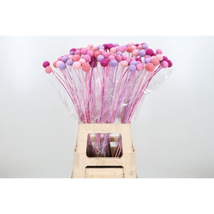 Craspedia Kl Bh Candy Mix