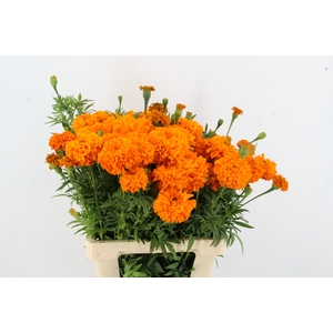 TAG E PROMISE ORANGE
