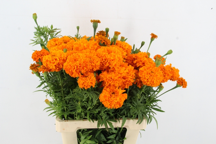 <h4>TAG E PROMISE ORANGE</h4>