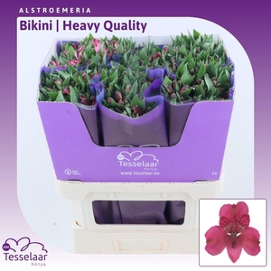 Alstroemeria Bikini | Heavy Quality