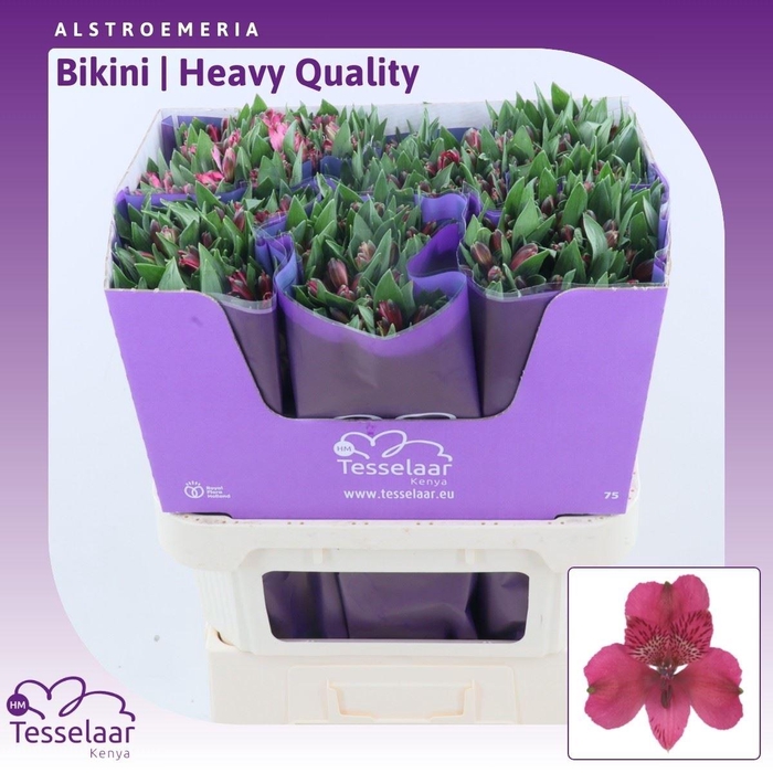 <h4>Alstroemeria Bikini | Heavy Quality</h4>