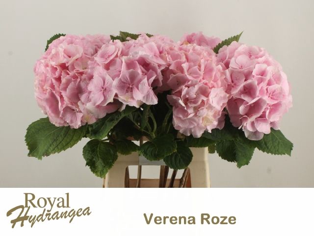 <h4>HYDR M CH VERENA</h4>