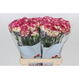 Dianthus St Supersic