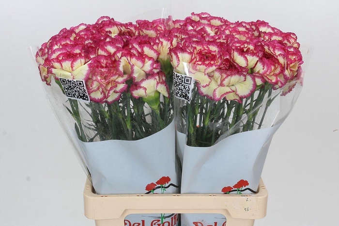 <h4>Dianthus St Supersic</h4>