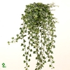 .Hedera helix eva