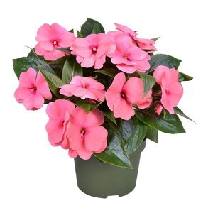 Impatiens New Guinea ROZE