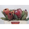 Protea Barbigera