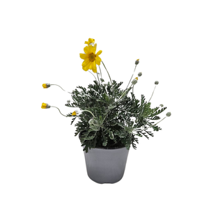 Cytisus overig