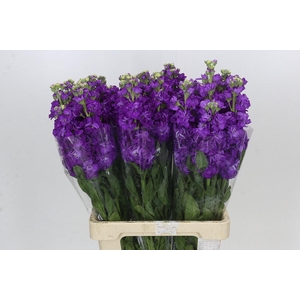 Matthiola Iron Purple