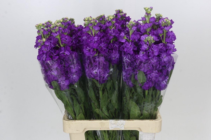 <h4>Matthiola Iron Purple</h4>