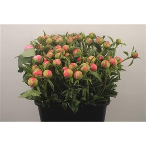 Paeo L Coral Charm Ex