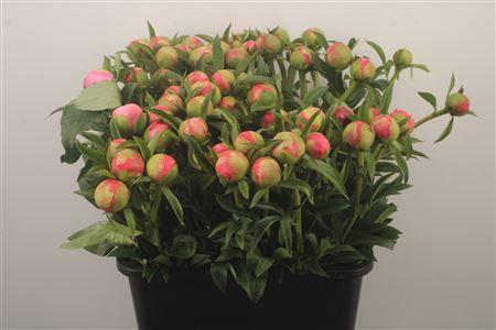 <h4>Paeo L Coral Charm Ex</h4>