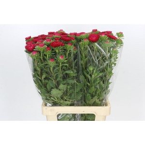 Callistephus Matsumoto Red