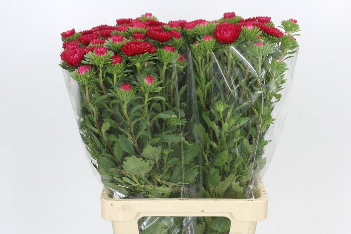 <h4>Callistephus Matsumoto Red</h4>