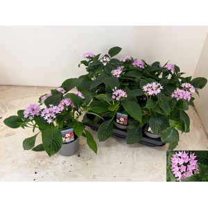 PENT STARCLUSTER LAV