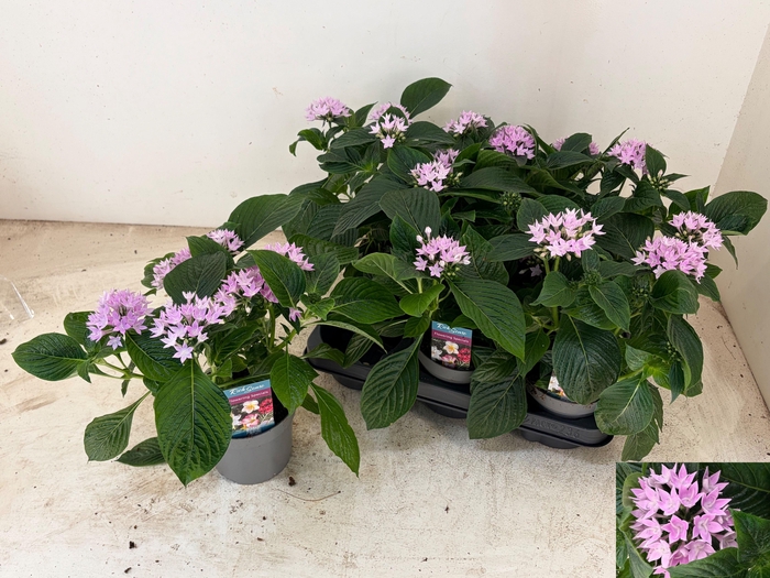 <h4>PENT STARCLUSTER LAV</h4>