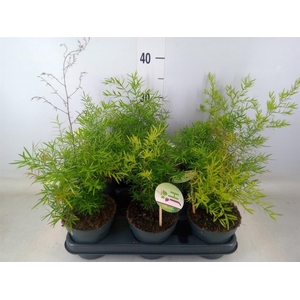 Asparagus dens. 'Cwebe'