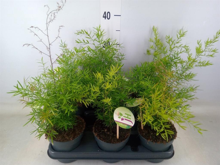 <h4>Asparagus dens. 'Cwebe'</h4>