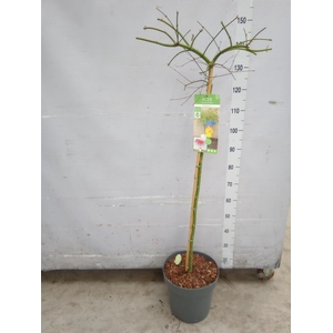 Acer palmatum 'Emerald Lace'