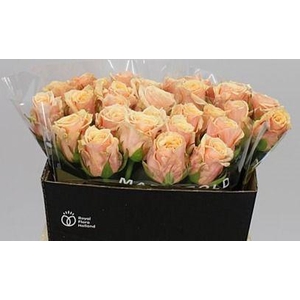 R GR BELLINI! 3-4 A1