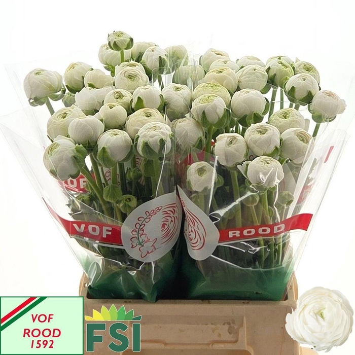 <h4>RAN AAZUR WHITE</h4>