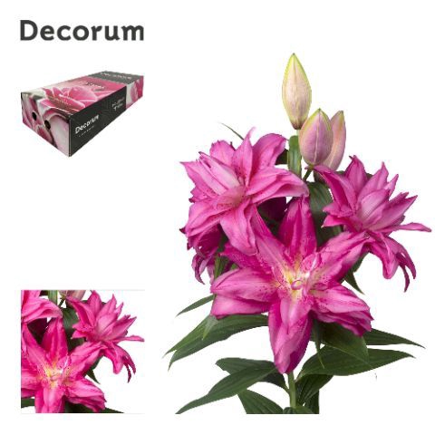 <h4>LI ROSELILY FLORETTA 3+ XL Decorum Box</h4>