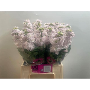 MATTH STOX SILVER