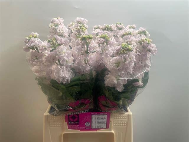 <h4>MATTH STOX SILVER</h4>