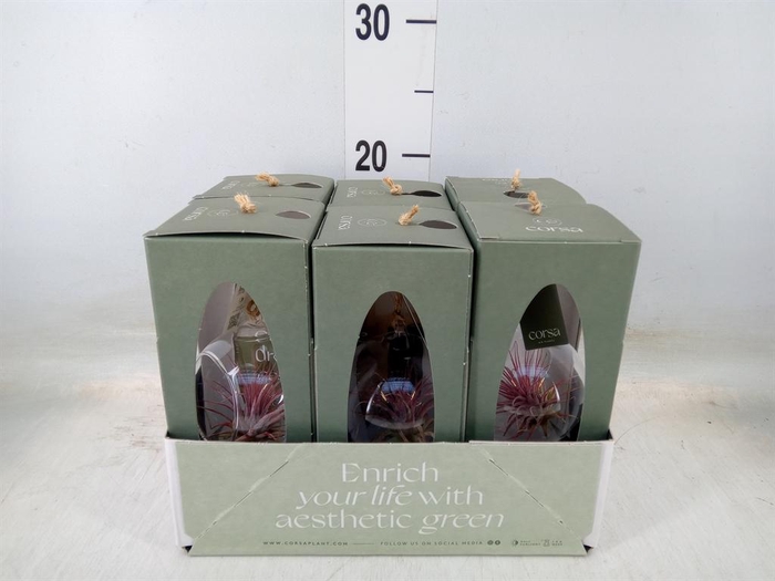 <h4>Arr.  Tillandsia L%</h4>