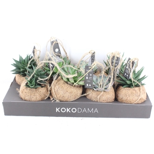 arr3 Kokoplant - Succulenten mix x8