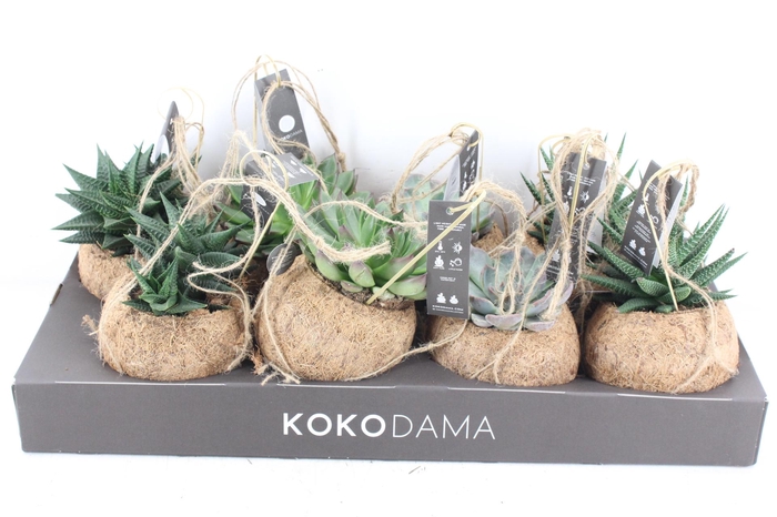 <h4>arr3 Kokoplant - Succulenten mix x8</h4>