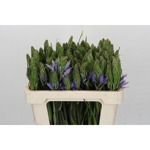 Camassia Leichtlinii Caerulea Promo