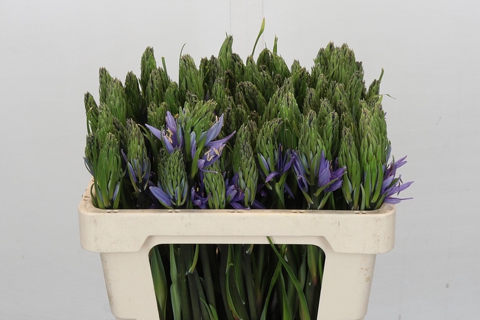 <h4>Camassia Leichtlinii Caerulea Promo</h4>
