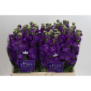 Matthiola incana 'Impala Purple'
