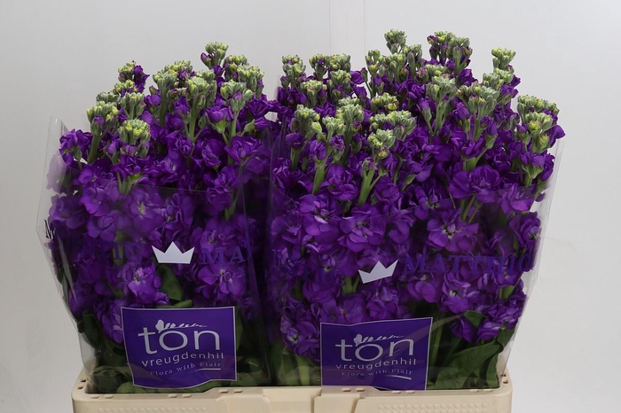 Matthiola incana 'Impala Purple'