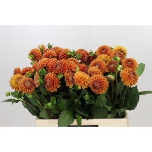 Dahlia Cornel Bronze