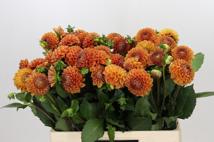 <h4>Dahlia Cornel Bronze</h4>