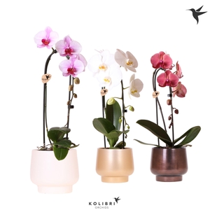 Kolibri Orchids Cascade Niagara Fall mix 1 spike in Scandic pot gold mix