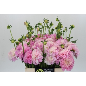 Dahlia Pink Delight