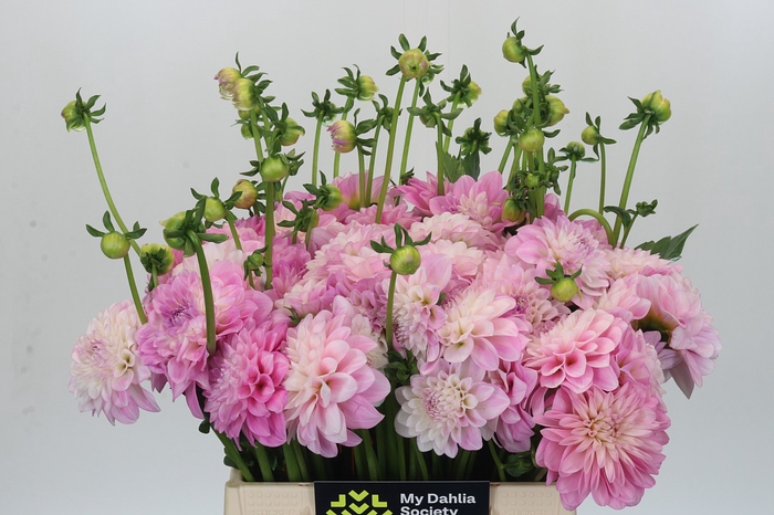 Dahlia Pink Delight
