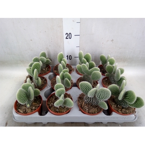 Opuntia microdasys 'Albispina'