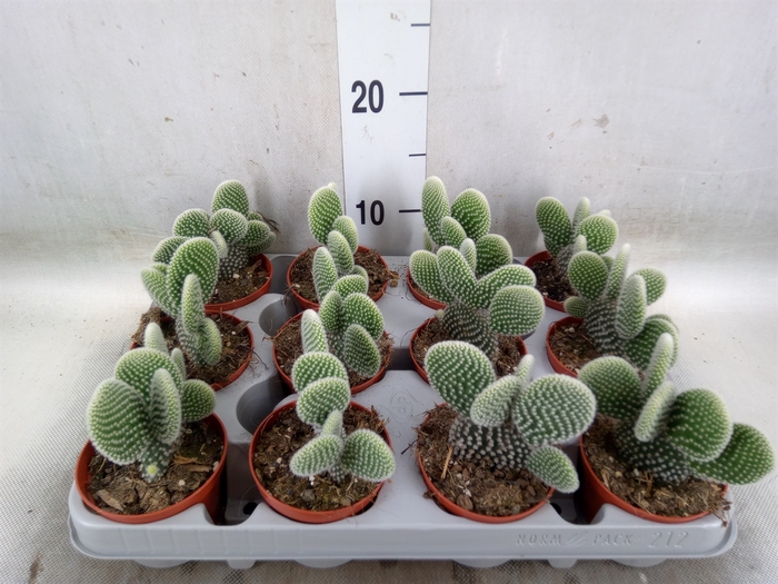 <h4>Opuntia microdasys 'Albispina'</h4>