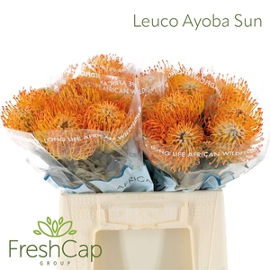 Leuco Ayoba Sun