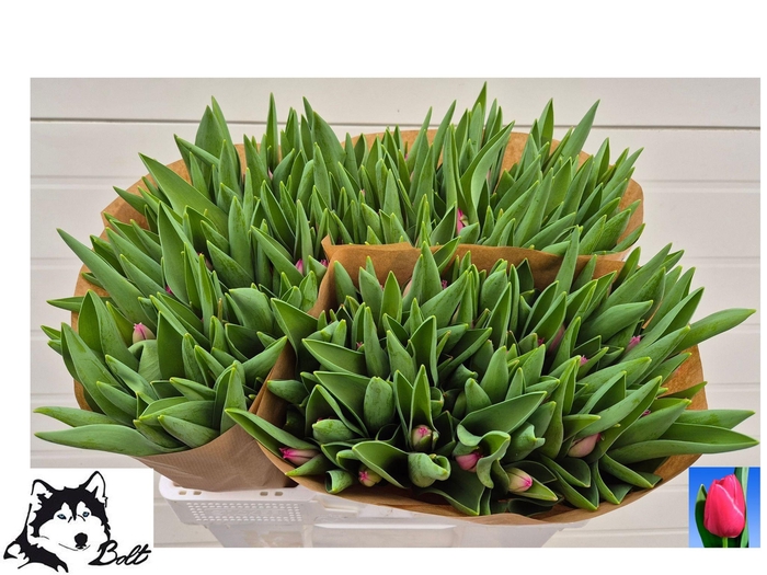 <h4>TU EN PINK ARDOUR</h4>