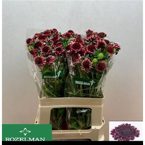 SCAB AT SW CHE SCOOP