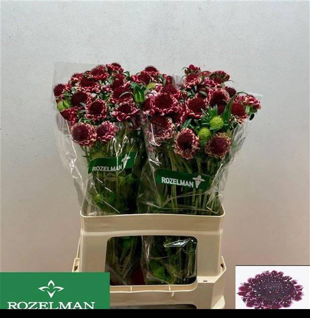 <h4>SCAB AT SW CHE SCOOP</h4>